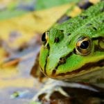 žába hyla odstraňuje lezoucí mravence