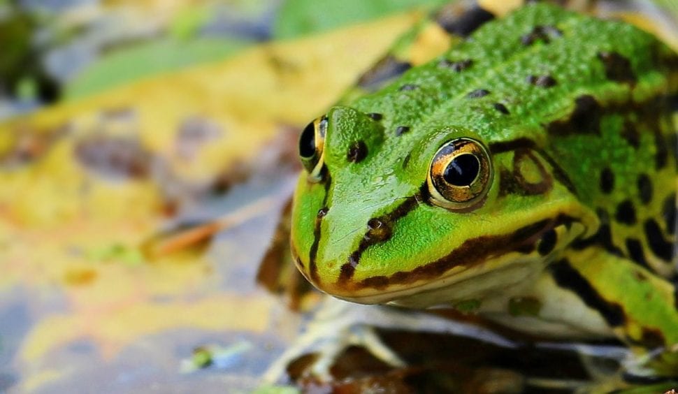 žába hyla odstraňuje lezoucí mravence