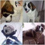vyčesávejte a kartáčujte svoje psy odsávaným kartáčem Foolee Air a zabvíte se chlupů špíny, které pes nosí v kožichu domů