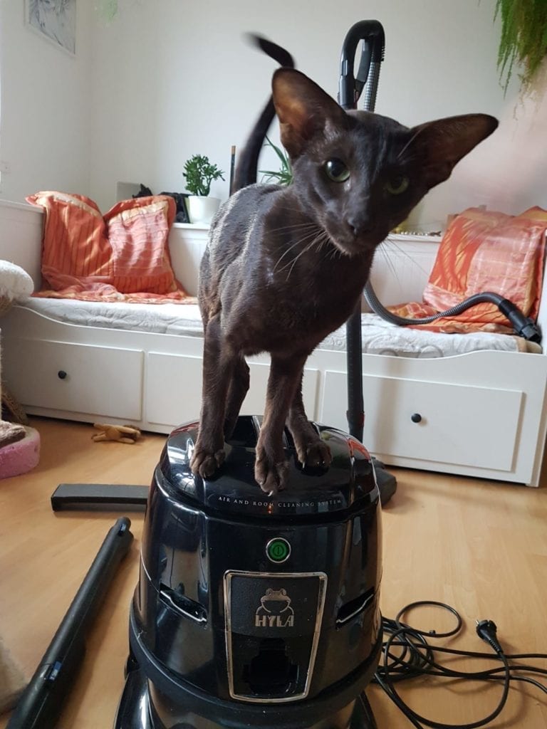 Zvědavá kočka na vysavači hyla