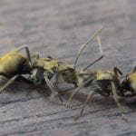 Mravenci a jiný lezoucí hmyz vysáváte hylou -