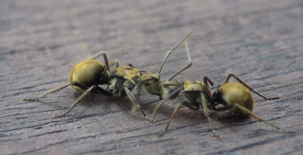 Mravenci a jiný lezoucí hmyz vysáváte hylou -
