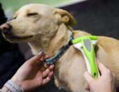 Línání pes kartáčovaný Foolee one