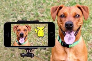 Pes s vyplazeným jazykem a pokemonem na mobilu