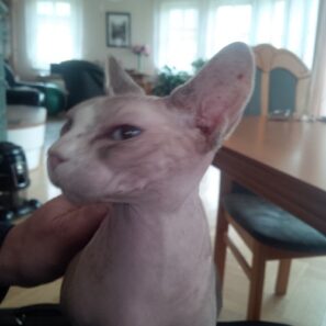 hypoalergenní kočka Sphynx