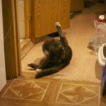 kočka kočičí záchod hygiena