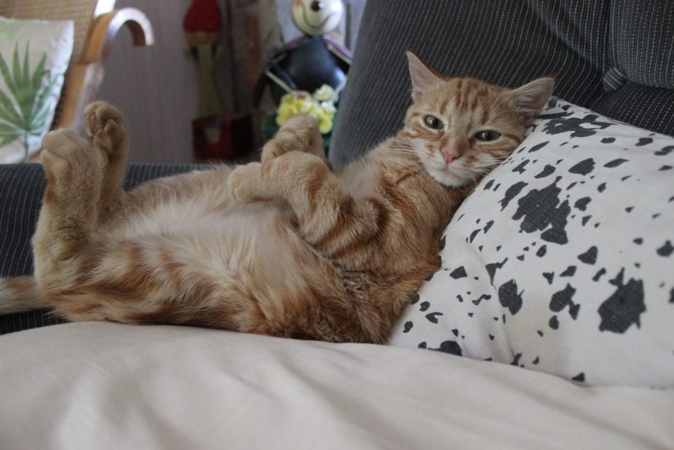Kočka v posteli - jak postel vyčistíte, když se tam počůrá