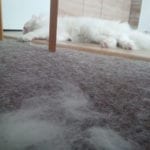 Chlupy a srst norské lesní kočky v koberci