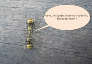 Mravenci debatují o sušenkách ve spíži Čistá pohoda