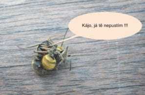 Mravenec přesvědčuje mravence karla, aby utekl před vysavačem Hyla Čistá pohoda