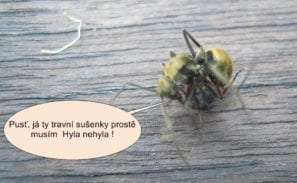 Mravenci spolu bojují na útěku před vysavačem Čistá pohoda