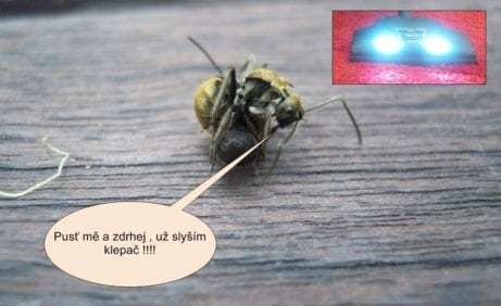 Poslední varování pro útěk mravenců před klepačem Čistá pohoda