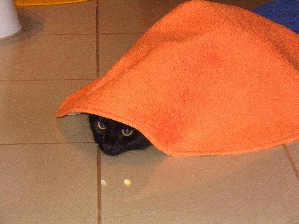 kontrola podkladu pod kobercem před praním koberce - kočka pod kobercem