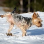 Pes čůrající ve sněhu