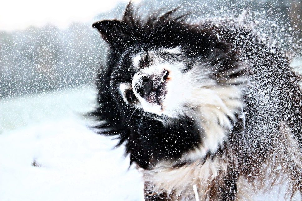 Pes otřepávající sníh