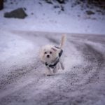 pes na zasněžené a sypané silnici