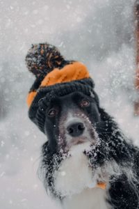 Chlupatý pes v chlupaté čepici v zimě