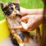 kočka se koupe šampon foolee beauty
