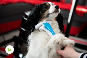 Kartáč na psy na vysavač odsávaná rukojeť foolee air při vyčesávání