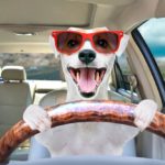 Pes v autě. Jak odstraníte psí pach ze sedaček