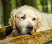 Pes se šamponem proti zápachu foolee odor control a hřebenem foolee easee