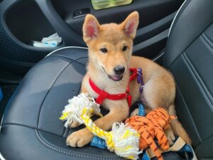 štěně s hračkami v autě