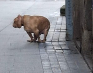 Pes kadí na&nbsp;betonový dvorek 3v1 (1)