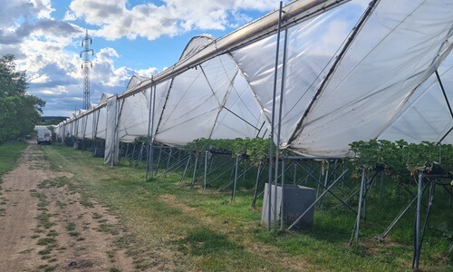 Jahodová farma Vraňany foliovníky celkový pohled